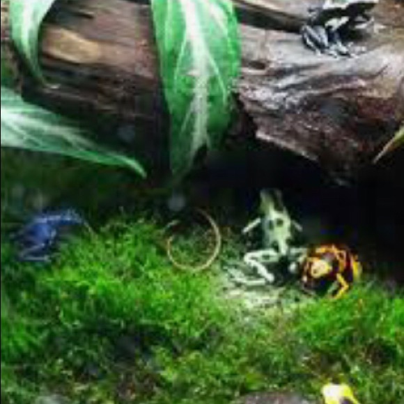 Meet your Posher, Traci - Picture 4 of 5